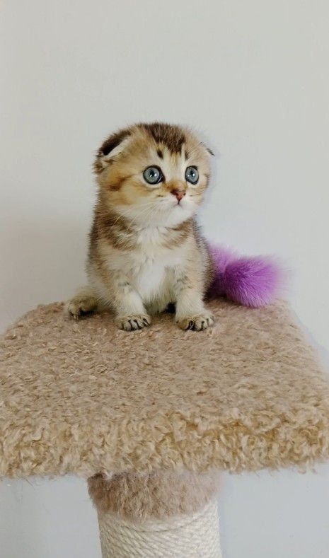 Скоттиш фолд девочка