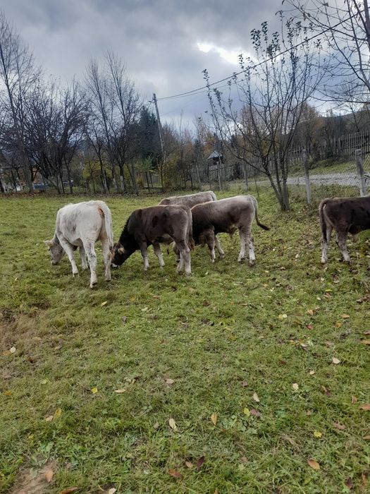 Vând vitele și vitei