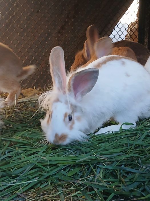 Iepuri tineri și adulți