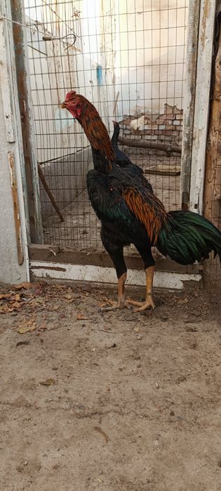 Ишкивозига сотилади