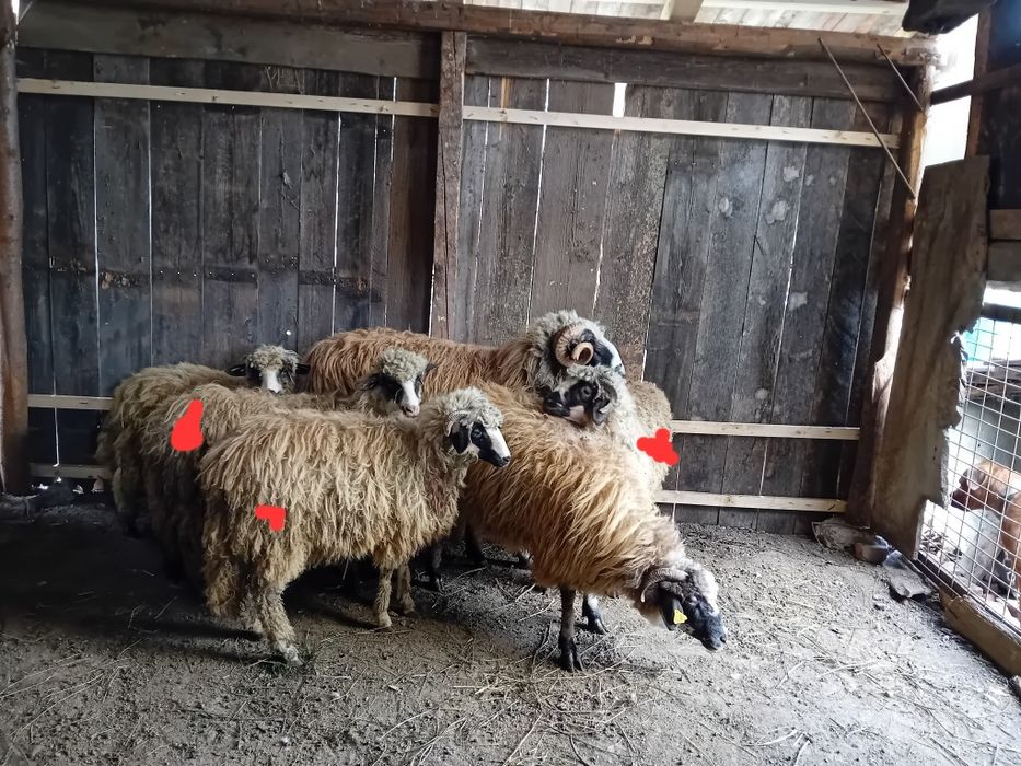 2 mieluțe și un berbecuț