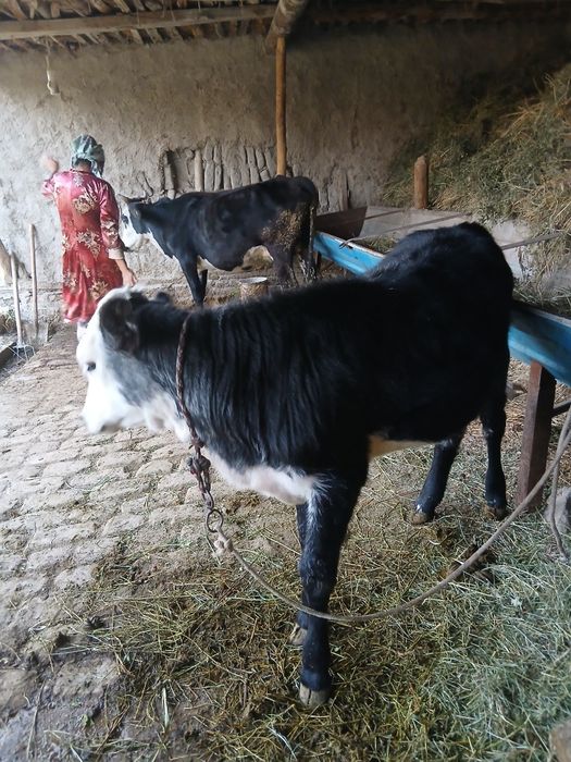 Ona bola sigr sotiladi bozor chiqmagan 1 chi qorn