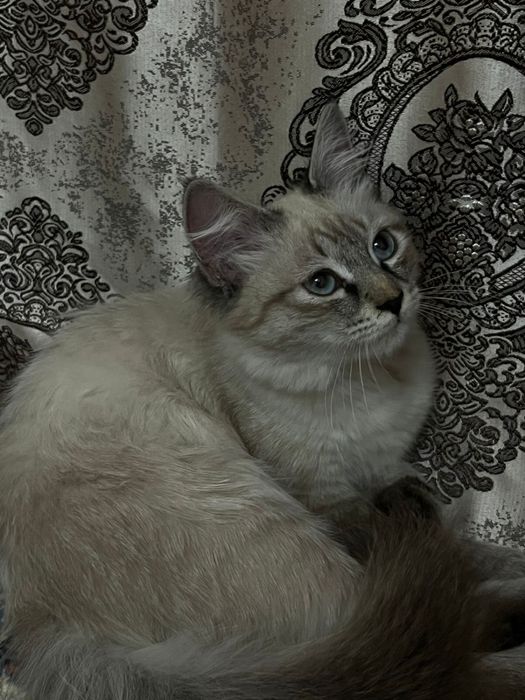 Сиамский мысық қолга үйретілген