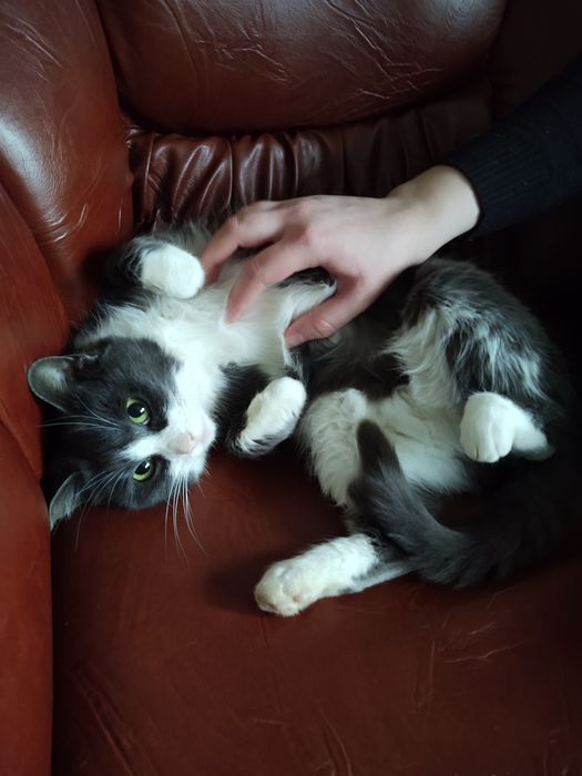 Pet sitter / Home sitter / Bona animale de companie la domiciliul dvs.