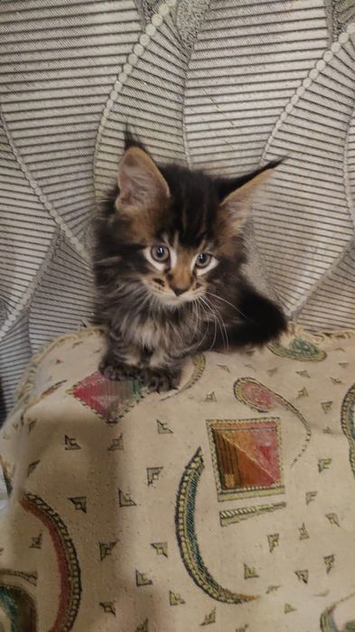 Котята Мейн куны