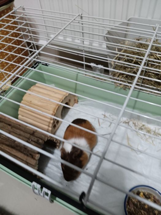 Porcușor de guineea