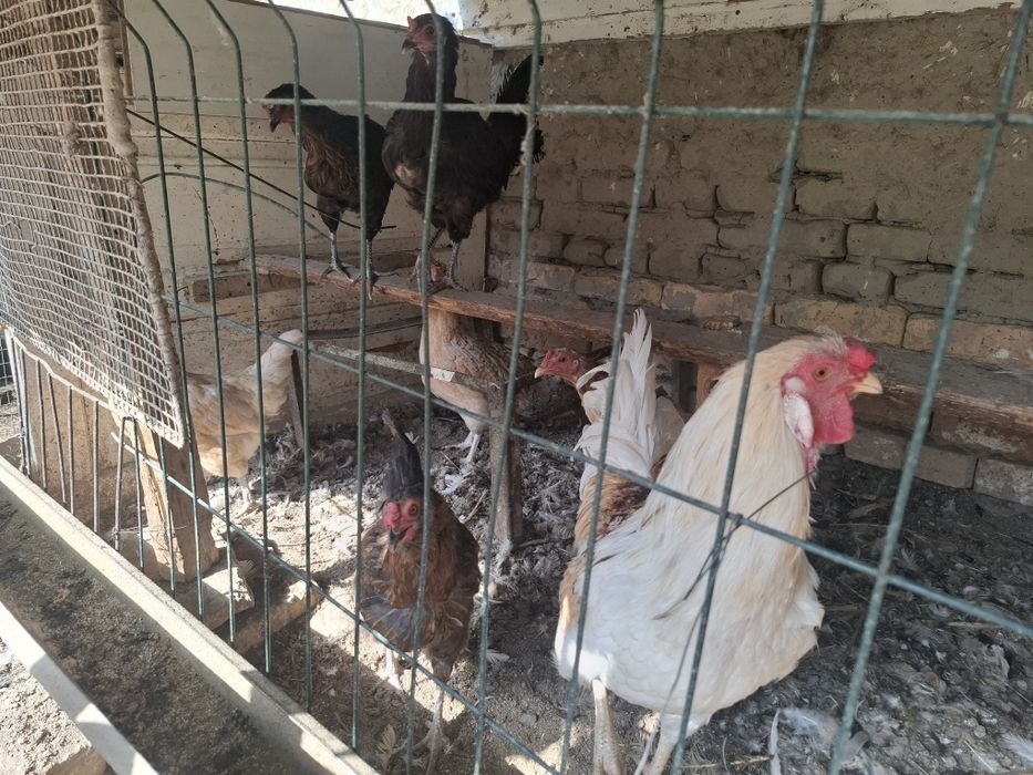 Товуклар сотилади донаси 140000 дан