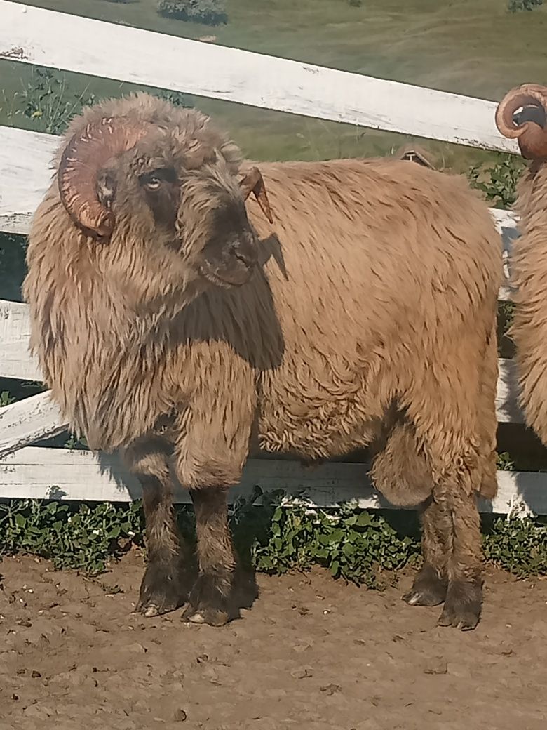 Berbecii bucălai