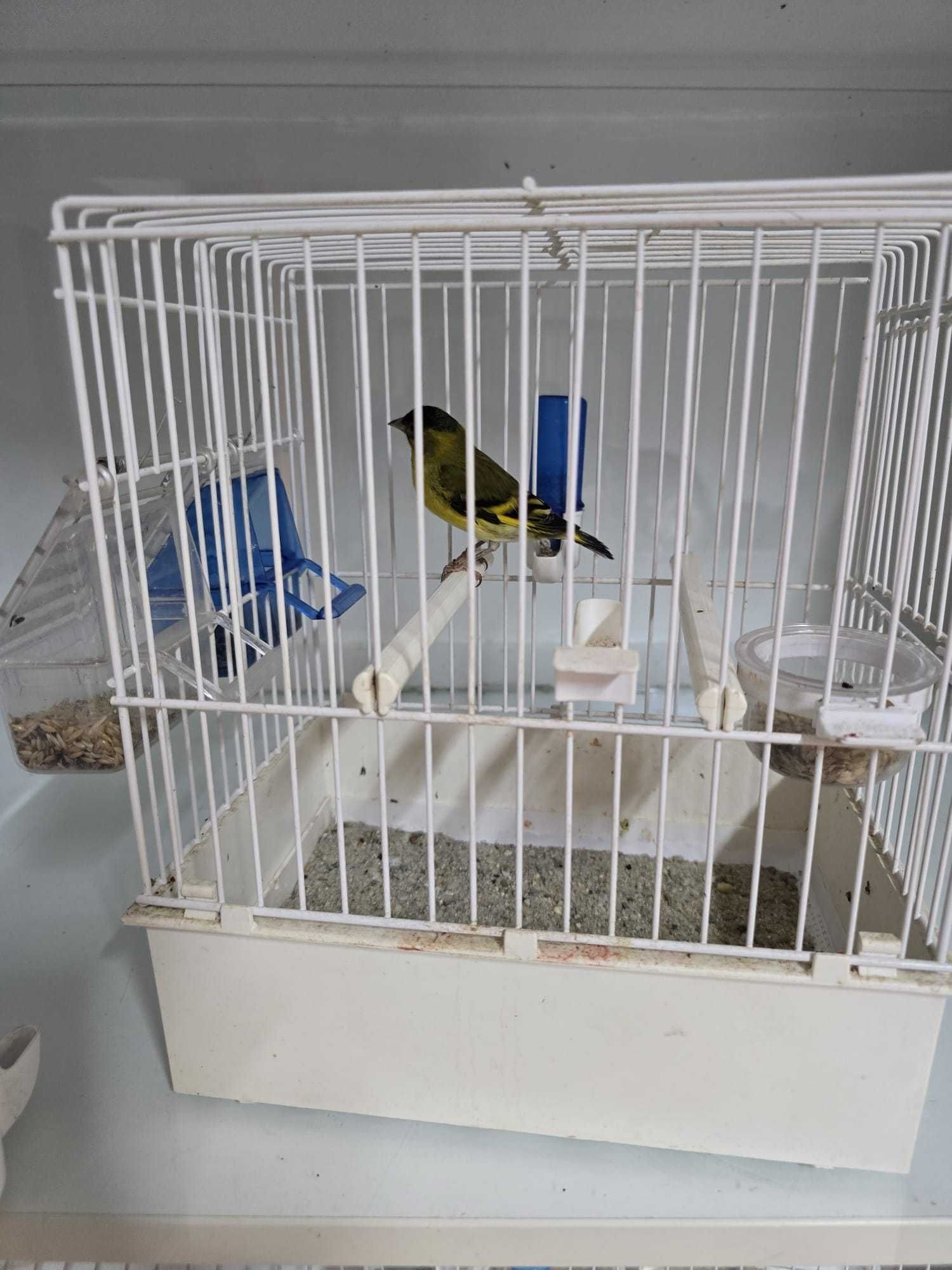 Canari disponibili