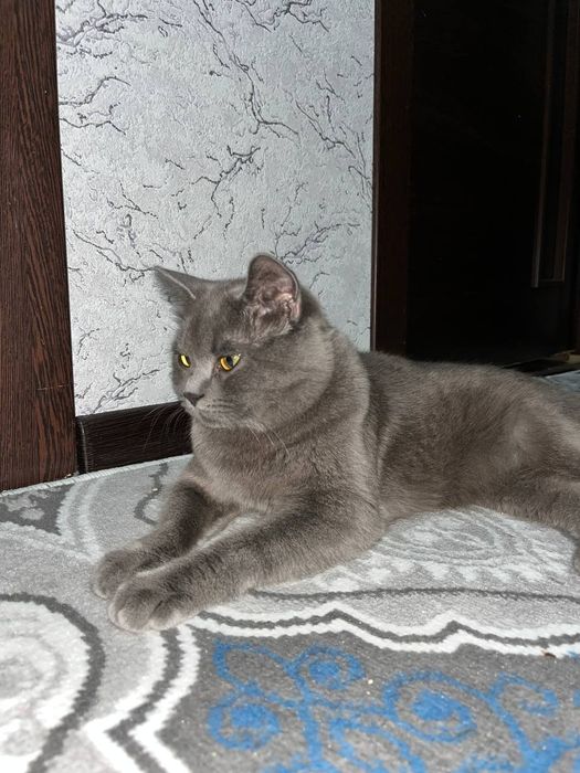 Вязкага киз мушуклани таклиф киламиз