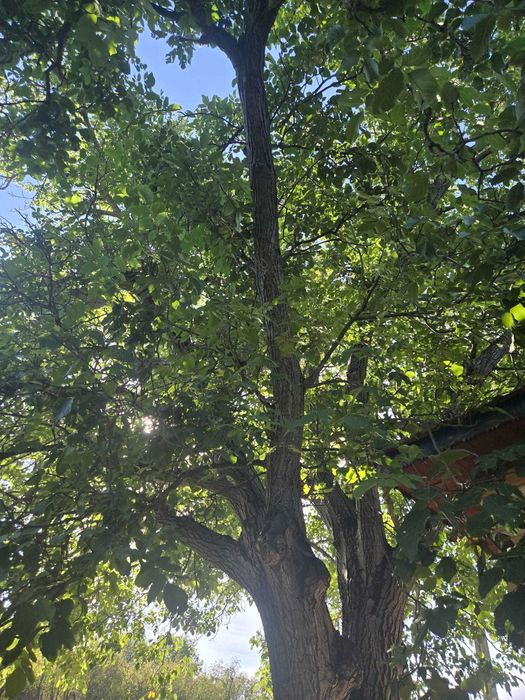 Vand lemn de nuc brut netaiat