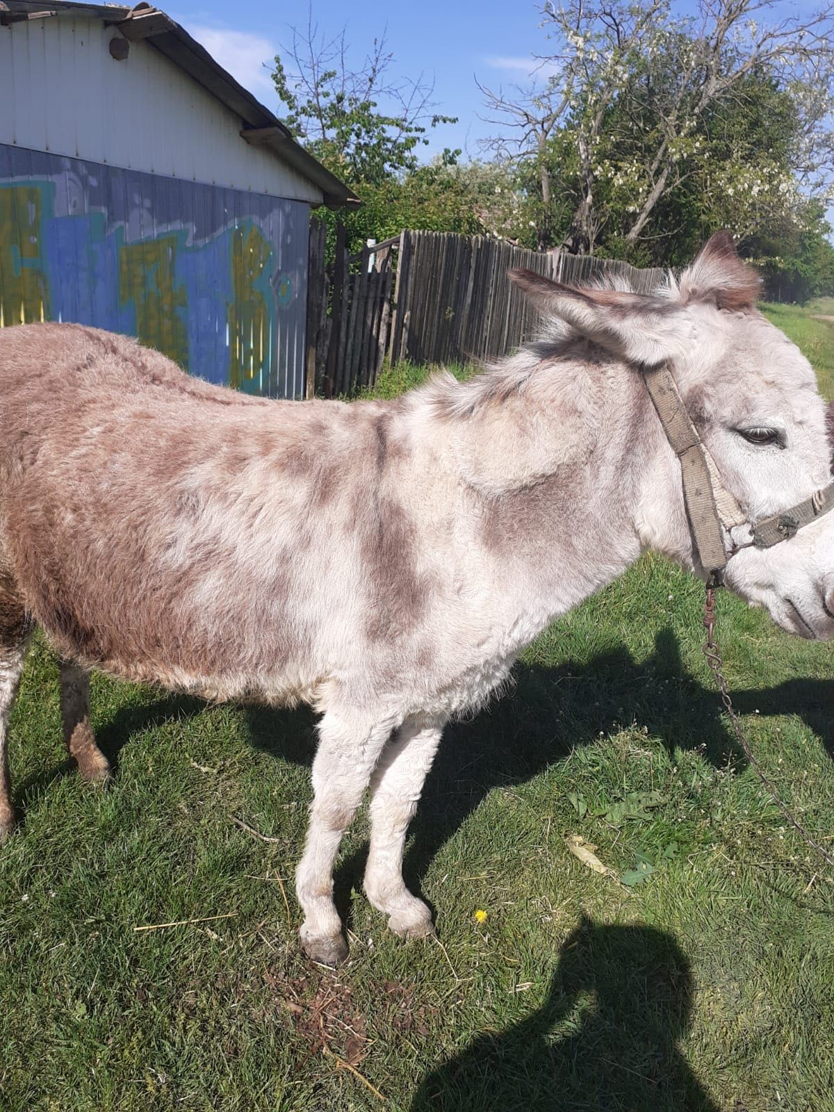 Vânzare iezi și magarus