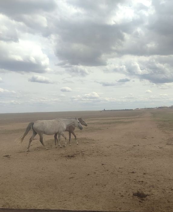 Құлын мен жылқы сатылады