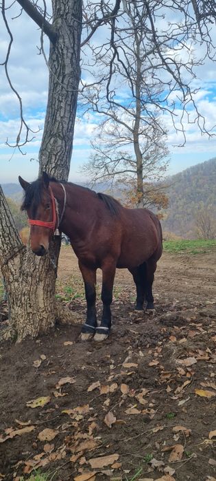 De vanzare un mânz și un armăsar