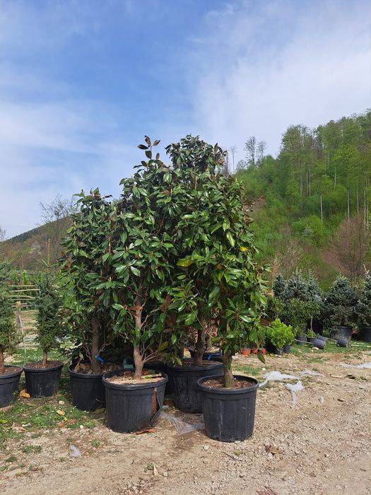 Vând plante ornamentale tuia Leylandii