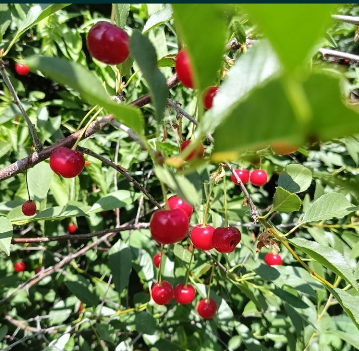 Продам вишню дачную