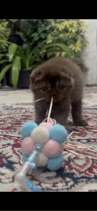 Скотиш фолд девочка мальчик 1,5 месяца