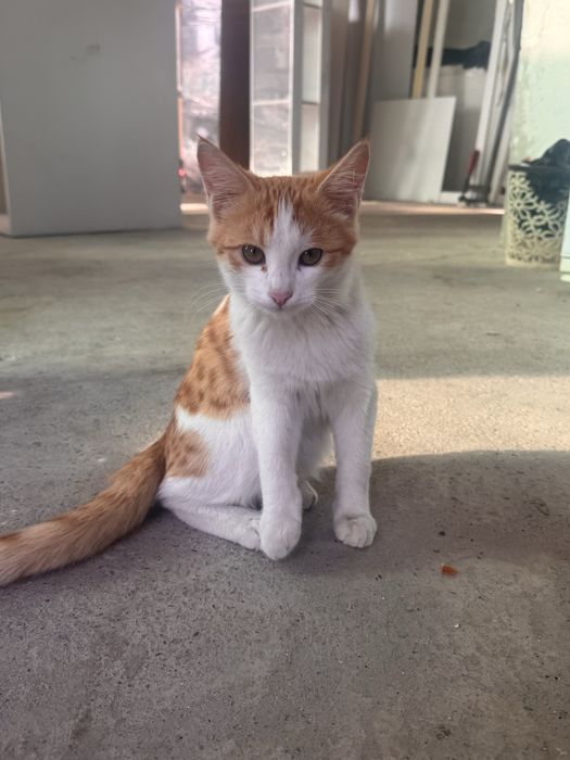 2 КОТЯТА 1 КОТ в хорошые руки
