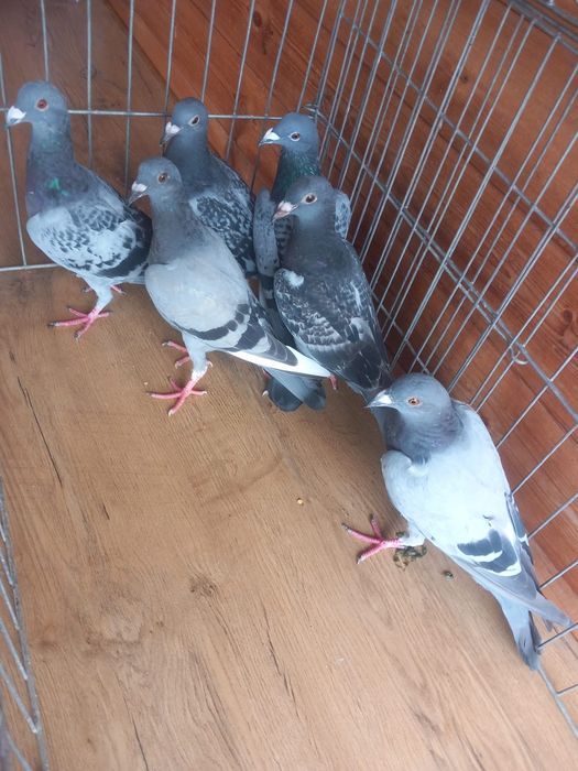 Vand Porumbei voiajori