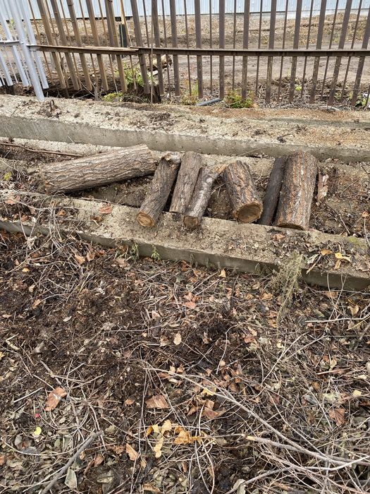 Отдам дрова карагач даром в плодоовощном