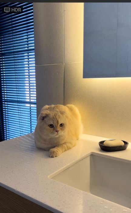 Продам Шотландскую вислоухую кошку