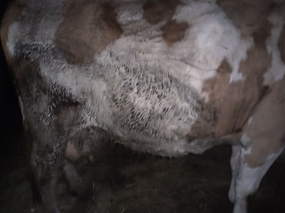 Vind 2 vaci gestante