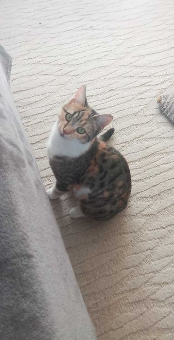 Търсим дом за Шери