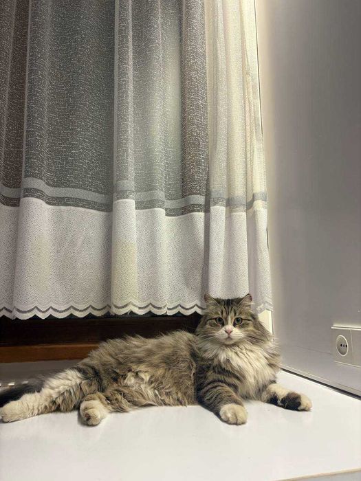 Подарю шикарную домашнюю кошечку