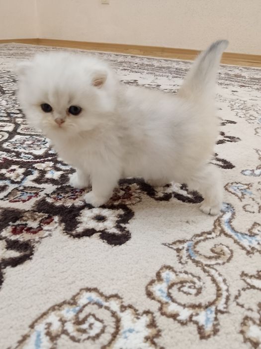 Shinshilla og'il bola 1 oyli oxirgi narxi oylab korib tel qilila i