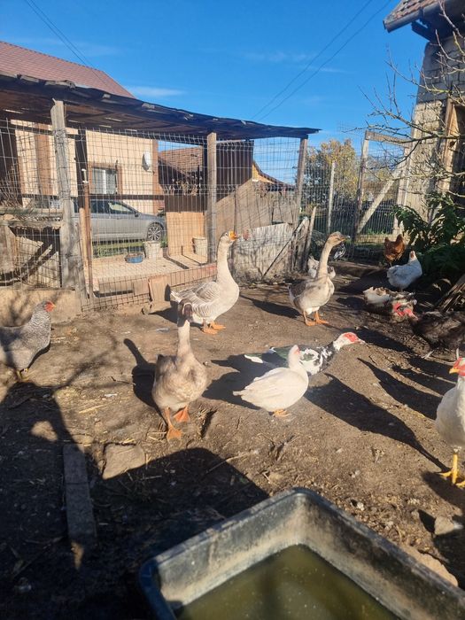 Vând gaste americane