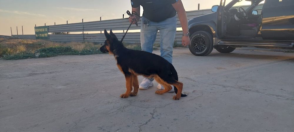 Продается Щенки! НО