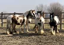 Iapa iepe Gipsy Vanner calarie echitatie