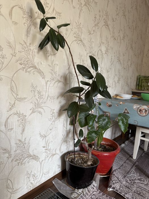 Комнатные растение все в хорошим  состояние