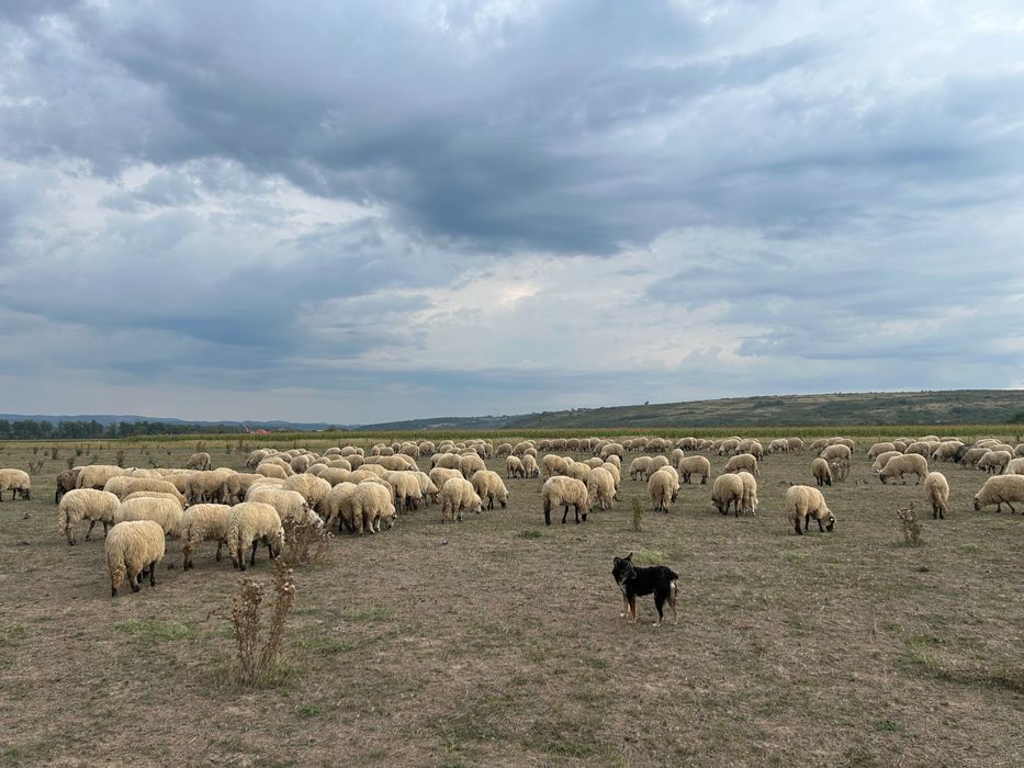 Oi de vânzare,detalii la telefon