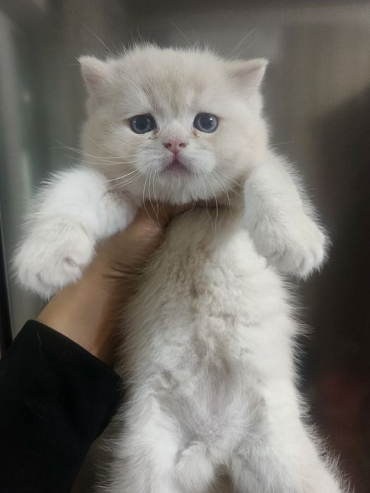 Продается котенок породы скотиш страйд