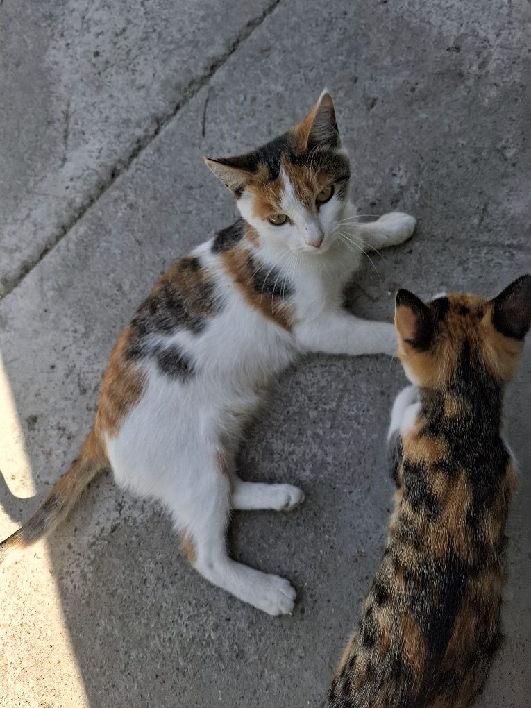 Mushuklar. Кошки