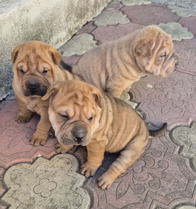 Shar pei drăgălași