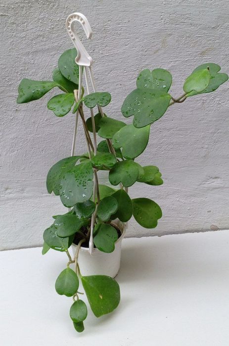 Хойя Керри («зеленое сердце» или «валентинка»). Экзотические цветы