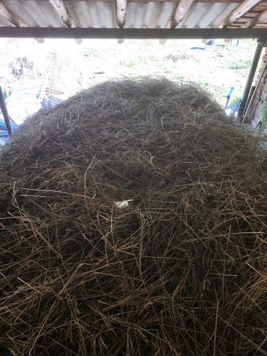 De vânzare FÂN calitatea 1