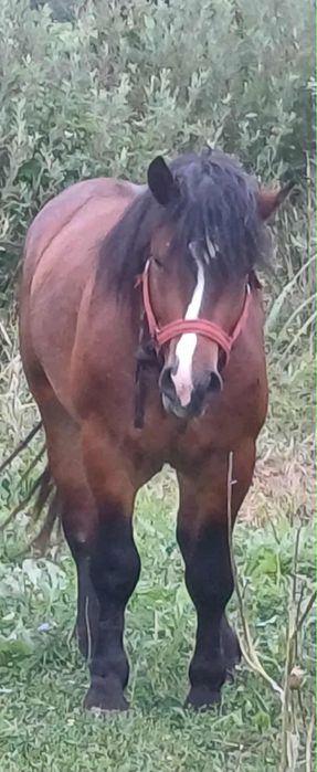 Vand armasar. Cal de padure , cuminte