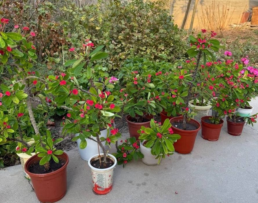 Продаются цветы Молочай Милля