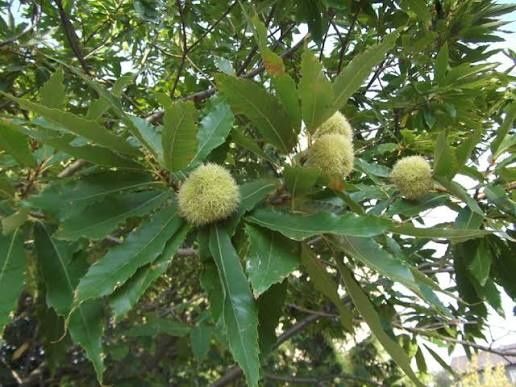 ЯДЛИВ КЕСТЕН – (дръвчета)