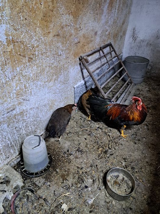 Vand o familid de găini