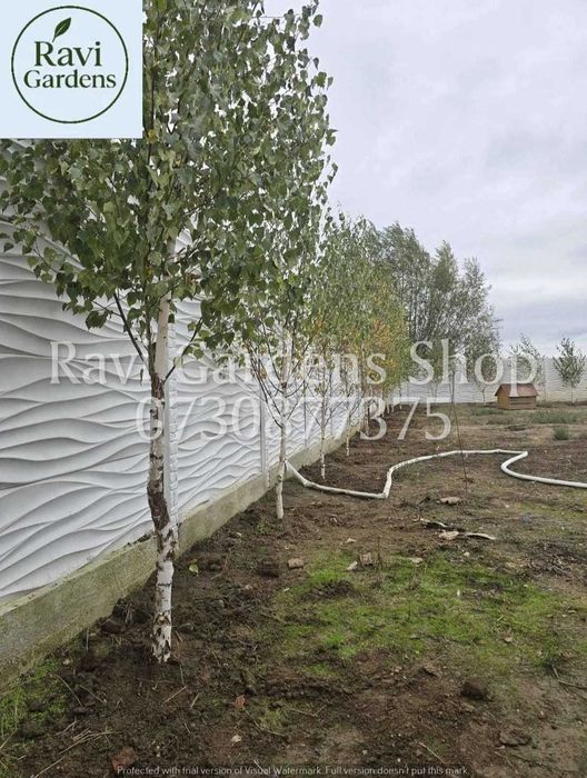 Arbori Foioși Sănătoși | Tei, Carpen | Livrare Personală & Drept Refuz