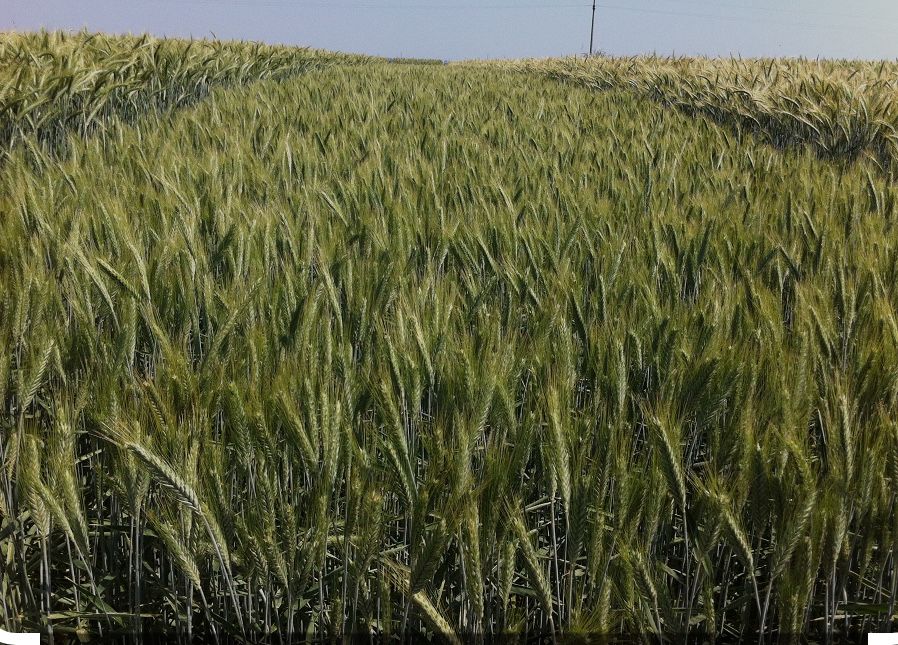 Teren Extravilan Arabil