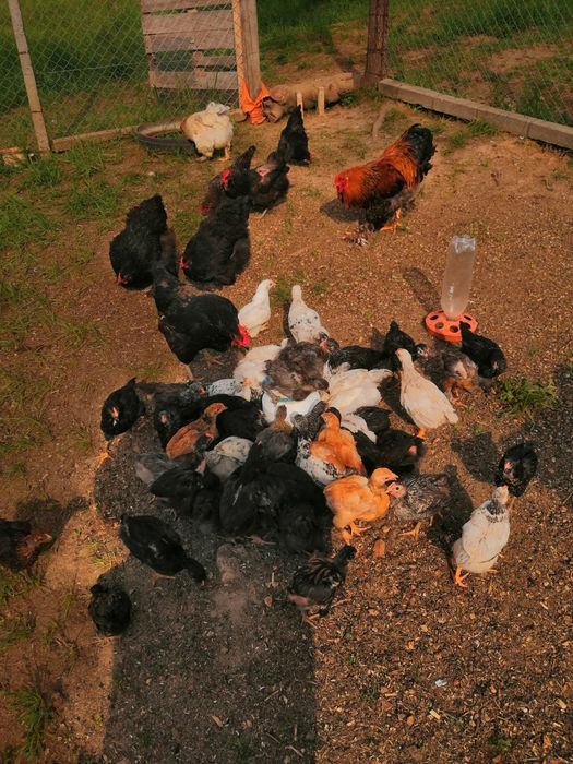 Домашни кокошки и пиленца