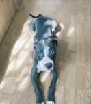 Amstaff Blue (fetiță)
