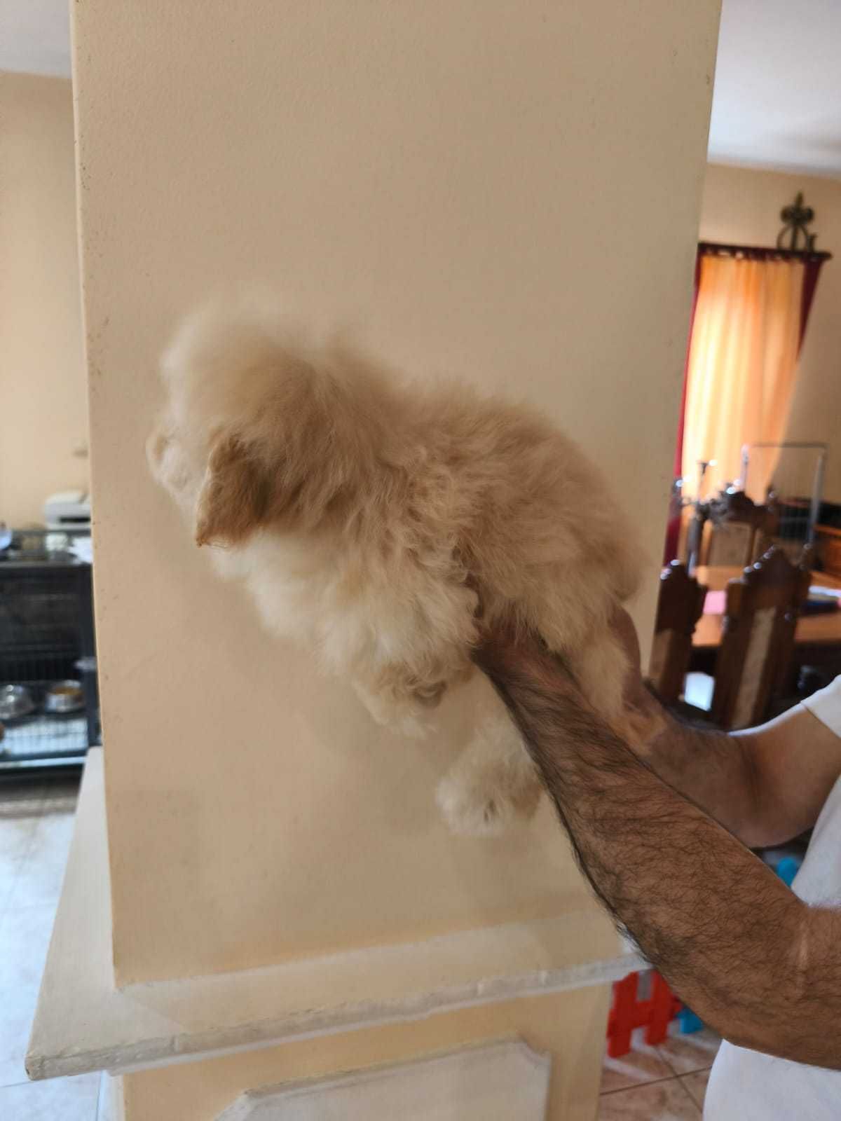 Pui Maltipoo femela
