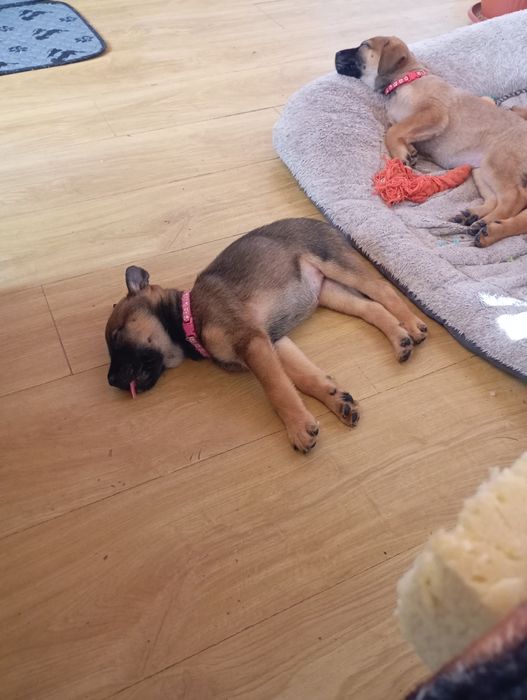 Три бебета на 50дни-женски,очакват своите грижовни стопани!