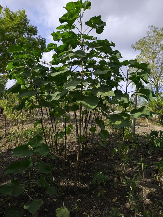 Vând copaci paulownia